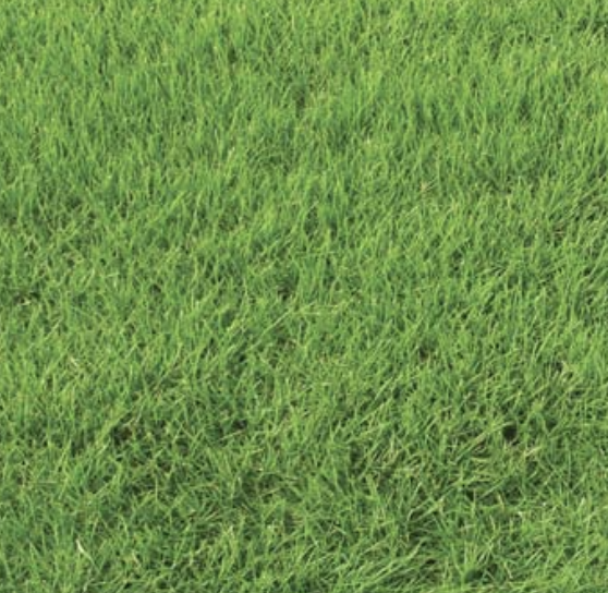 Vallargras túnþökur Torf